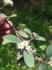 Cotoneaster pannosus