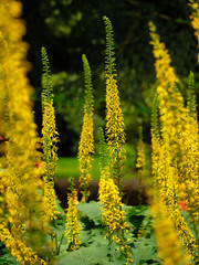 Ligularia stenocephala