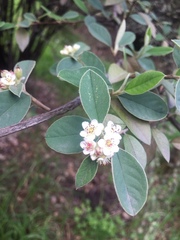 Cotoneaster pannosus