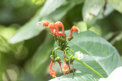 Centropogon granulosus