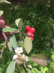 Cotoneaster pannosus