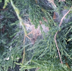 Agelena labyrinthica