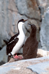 Leucocarbo bransfieldensis