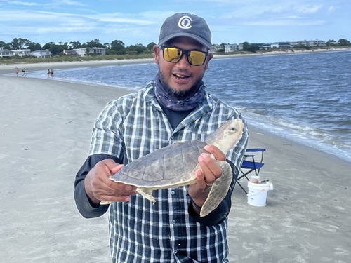 Kemp's Ridley Sea Turtle photographed in Georgia