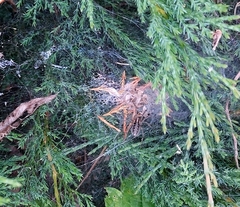 Agelena labyrinthica