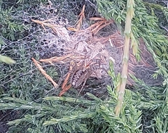 Agelena labyrinthica