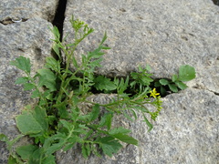 Rorippa palustris palustris