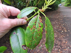 Chuppomyces handelii