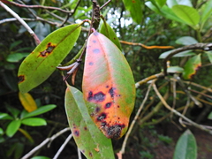 Chuppomyces handelii