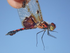 Celithemis elisa