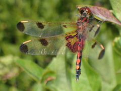 Celithemis elisa