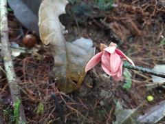 Duguetia