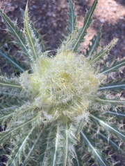 Cirsium scopulorum
