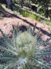 Cirsium scopulorum