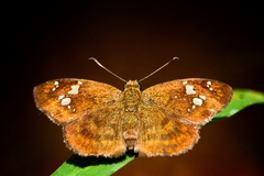 Pseudocoladenia dan