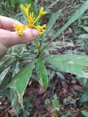 Palicourea quadrifolia