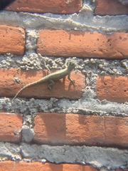 Sceloporus grammicus