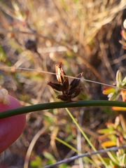 Juncus lesueurii