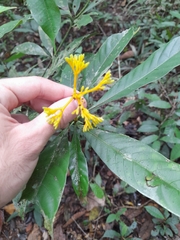 Palicourea quadrifolia