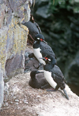 Leucocarbo magellanicus