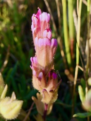 Castilleja ambigua humboldtiensis