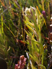 Chloropyron maritimum palustre