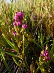 Castilleja ambigua humboldtiensis