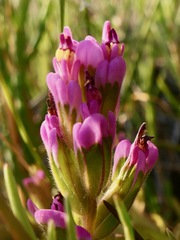 Castilleja ambigua humboldtiensis