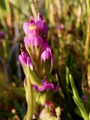 Castilleja ambigua humboldtiensis