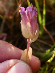 Castilleja ambigua humboldtiensis