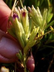 Chloropyron maritimum palustre