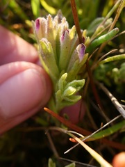 Chloropyron maritimum palustre