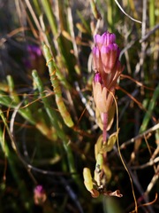 Castilleja ambigua humboldtiensis