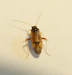 Pinalitus rubricatus