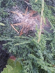 Agelena labyrinthica
