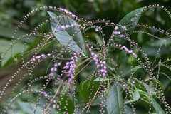 Eirmocephala brachiata