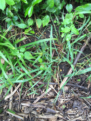 Carex blanda