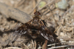 Thyridanthrax nugator