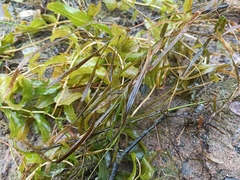 Potamogeton compressus