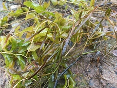 Potamogeton compressus