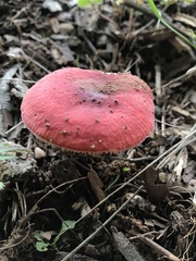 Russula peckii