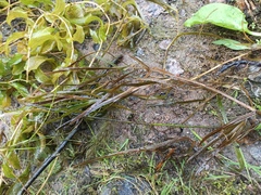 Potamogeton compressus