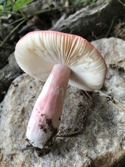 Russula peckii