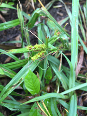 Carex blanda