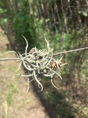 Tillandsia recurvata