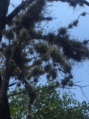 Tillandsia recurvata