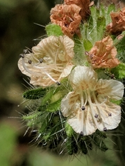 Phacelia malvifolia
