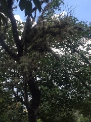 Tillandsia recurvata