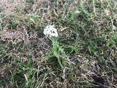 Achillea millefolium