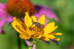 Melissodes subillatus